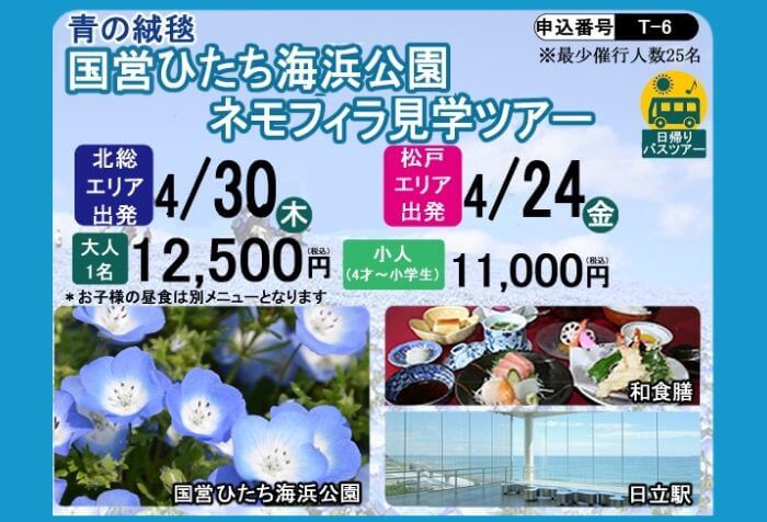 青の絨毯 国営ひたち海浜公園 ネモフィラ見学ツアー